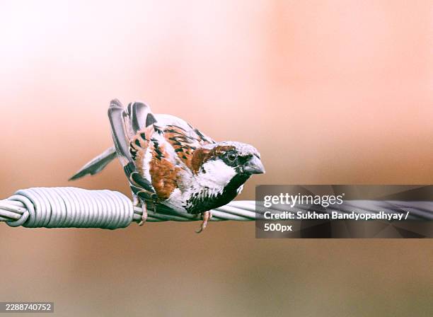close-up of a small bird perched on a wire against a soft, blurred background - house sparrow stock pictures, royalty-free photos & images