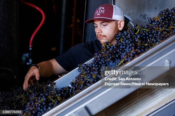 Sa072426GrapeHarvest Sa072426GrapeHarvest