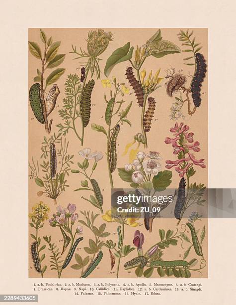 butterfly caterpillars (papilionoidea), chromolithograph, published in 1893 - apollo stock illustrations