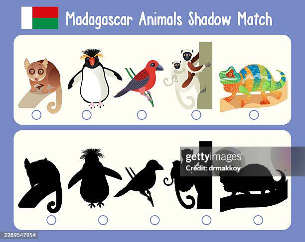 madagascar animals shadow match game - mouse lemur stock illustrations