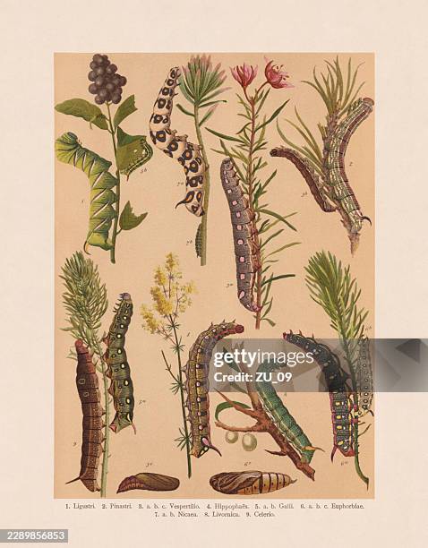 butterfly caterpillars (lepidoptera), chromolithograph, published in 1893 - moth cocoon stock illustrations