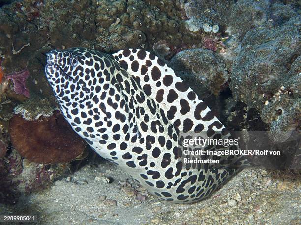 a spotted moray eel, the giant net moray (gymnothorax favagineus), winds its way between the corals at the spice reef dive site, penyapangan, bali, indonesia - spotted moray eel stock pictures, royalty-free photos & images