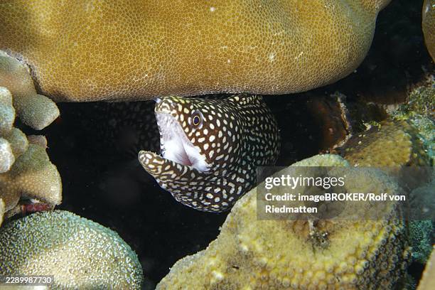 a spotted moray eel, pearl moray or white-mouthed moray (gymnothorax meleagris) peeks out from its hiding place amongst the corals at the coral garden dive site, menjangan, bali, indonesia - spotted moray eel stock pictures, royalty-free photos & images