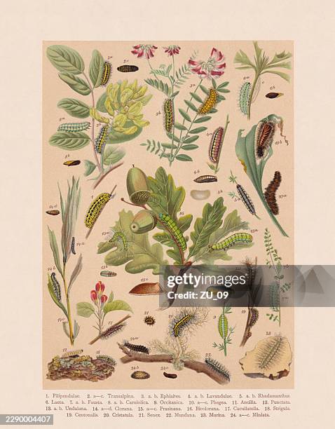 butterfly caterpillars (lepidoptera), chromolithograph, published in 1893 - pupa stock illustrations