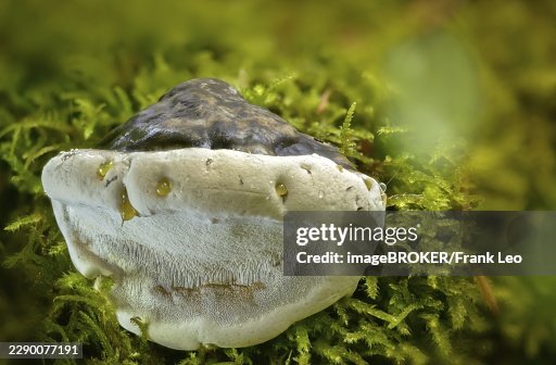 Ganoderma lucidum, glossy ganoderma, shiny lacquer porling, ling zhi, reishi, shiny polyporus, fungi, mushrooms Ganoderma lucidum, glossy ganoderma, shiny lacquer porling, ling zhi, reishi, shiny polyporus, fungi, mushrooms