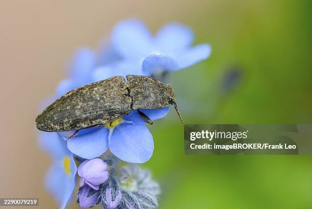 agrypnus murinus, mouse-gray speedbeetle, mouse-gray speedbeetle, mousegrey click beetle, beetle, coleoptera, insects, beetles - click beetle stock pictures, royalty-free photos & images