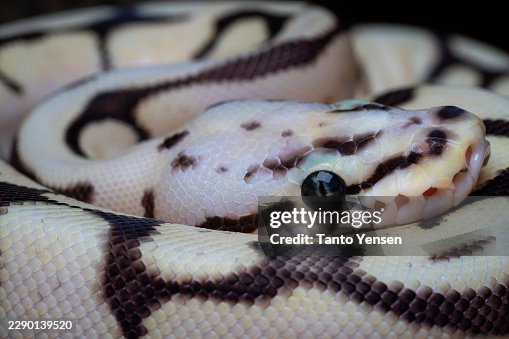 Ball python Ball python