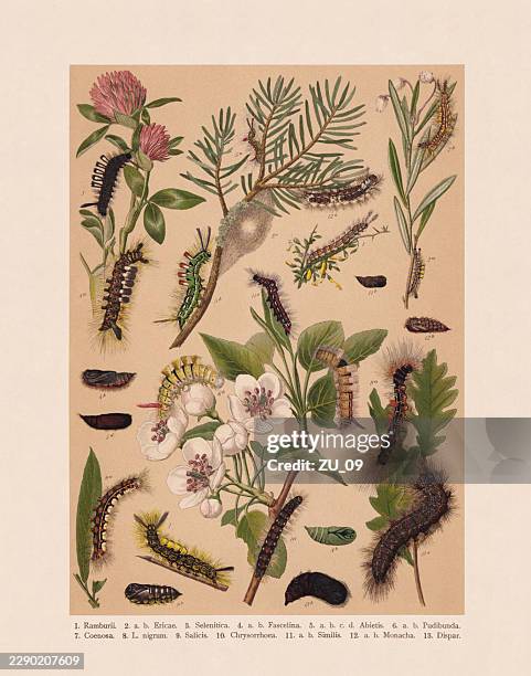 butterfly caterpillars (lepidoptera), chromolithograph, published in 1893 - pear tree stock illustrations