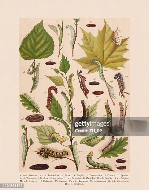 butterfly caterpillars (lepidoptera), chromolithograph, published in 1893 - white birch tree stock illustrations