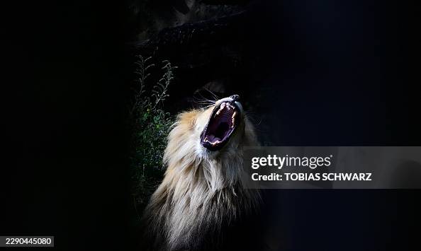 TOPSHOT-GERMANY-ANIMAL-ZOO TOPSHOT-GERMANY-ANIMAL-ZOO