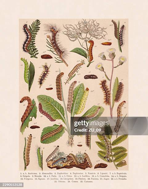 butterfly caterpillars (lepidoptera), chromolithograph, published in 1893 - clematis stock illustrations
