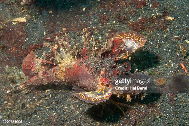 spiny devilfish - spiny devilfish stock pictures, royalty-free photos & images
