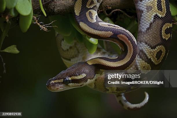 ball python on a tree - ball python stock pictures, royalty-free photos & images