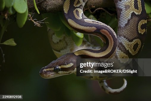 Ball python on a tree Ball python on a tree