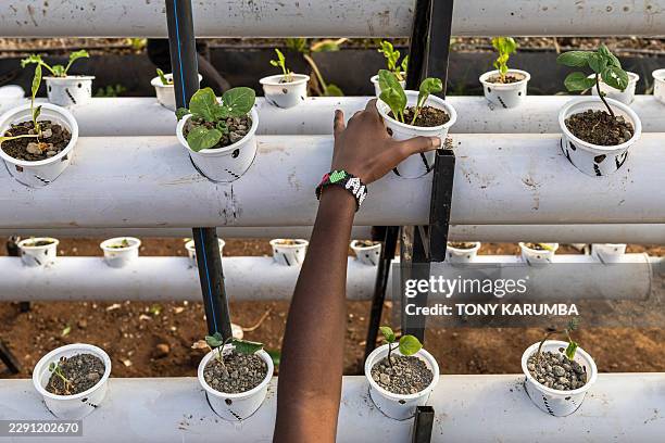 Volunteer check for adequate water supply in a hydroponic system using organic fertiliser produced by Nawiri Organics from frass, a byproduct of...