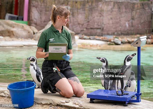 Humboldt Penguins seen during the Annual Weigh-In at ZSL London Zoo in London.
