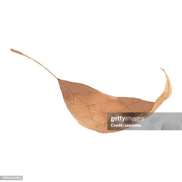 watercolor autumn fallen leaf - pressed flowers white background stock illustrations