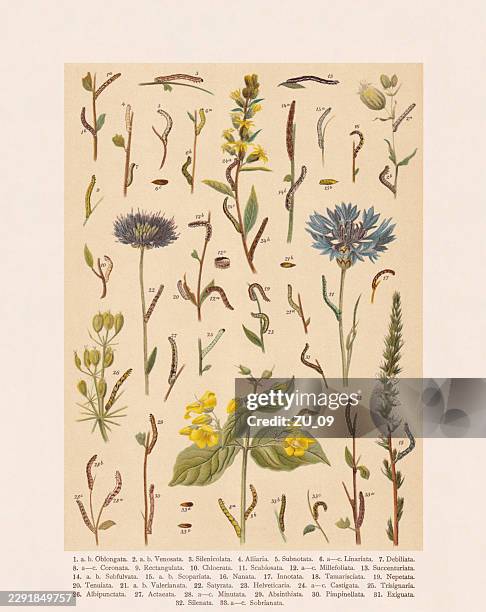 butterfly caterpillars (lepidoptera), chromolithograph, published in 1893 - pupa stock illustrations