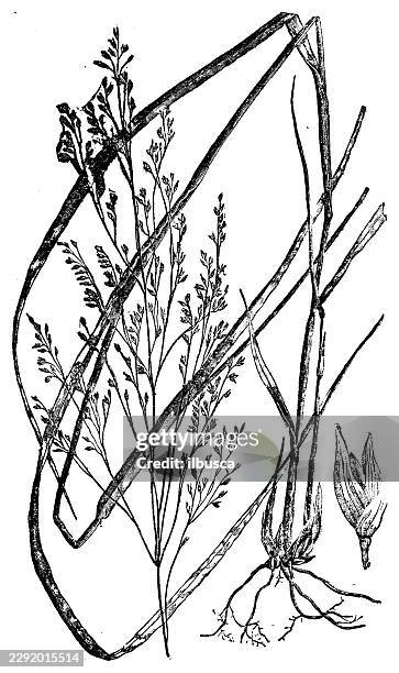 tall panic grass - switch grass - tall grass field stock illustrations