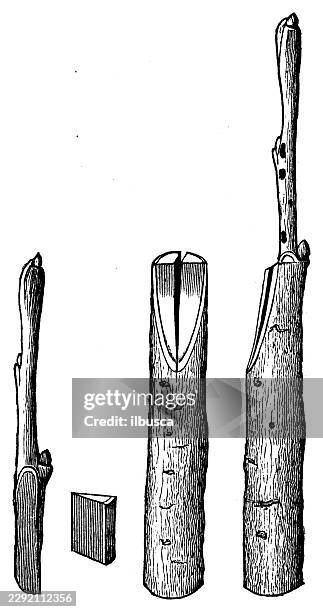 grafting technique - tree pruning stock illustrations