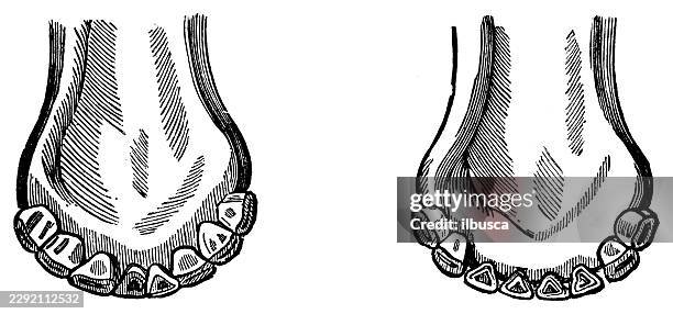 teeth development of a calf - beef cattle stock illustrations