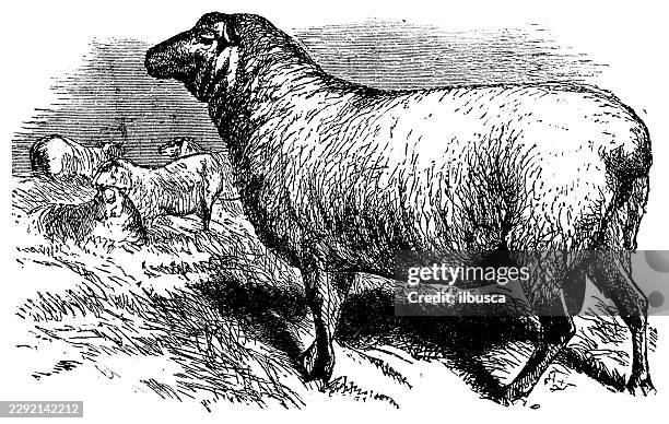 hampshire-downs sheep - hampshire downs stock illustrations