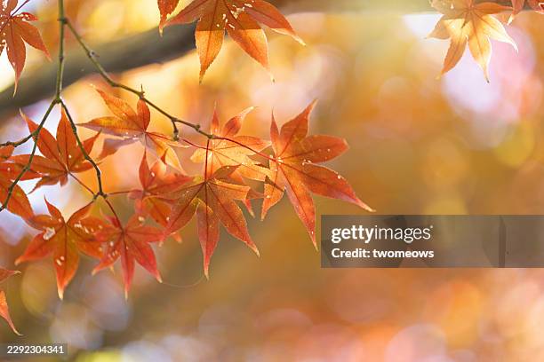 orange tone autumn foliage maple leave branches. - esdoorn stockfoto's en -beelden