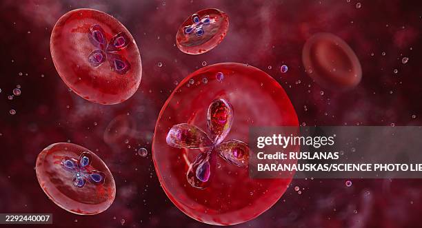 babesia microti trophozoites, illustration - maltese cross stock illustrations