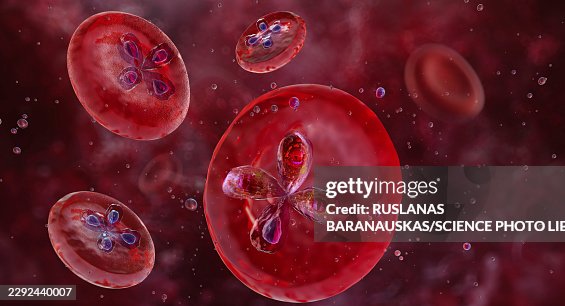 Babesia microti trophozoites, illustration Babesia microti trophozoites, illustration