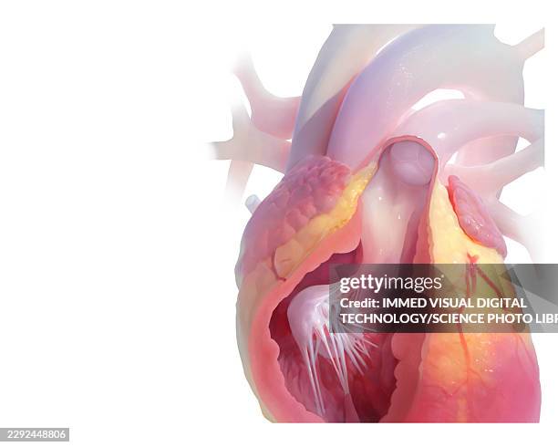 86 Deoxygenated Blood Color Stock Photos and High-Res Images