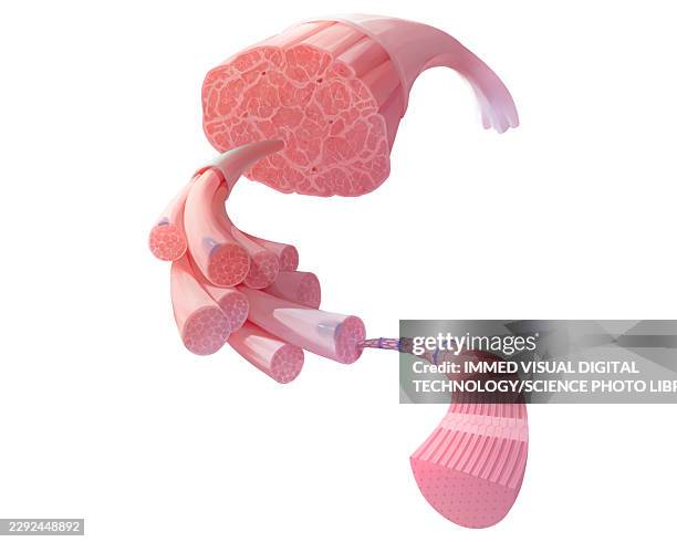 skeletal muscle, illustration - myofibril stock illustrations