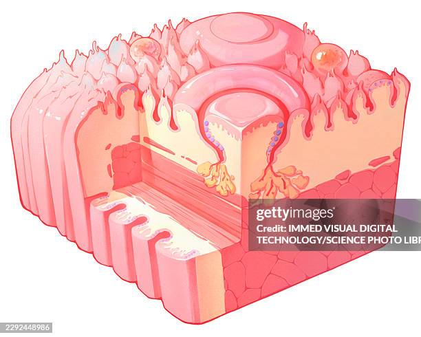 taste buds, illustration - skeletal muscle stock illustrations