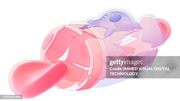 blood sinus, illustration - hepatocyte stock illustrations