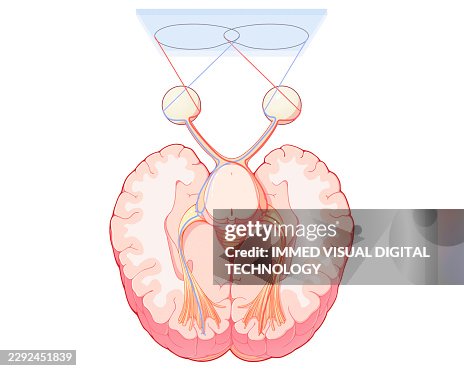 Visual pathway, illustration Visual pathway, illustration