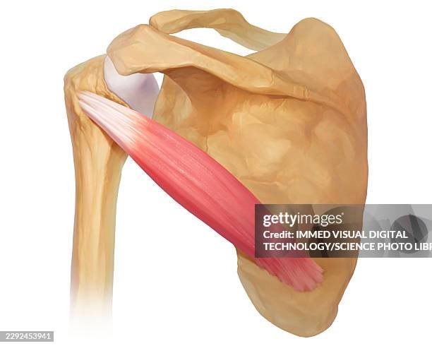 teres minor, illustration - rotator cuff stock illustrations