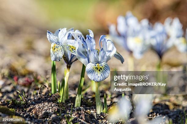 reticulated iris in bloom - iris reticulata stock pictures, royalty-free photos & images