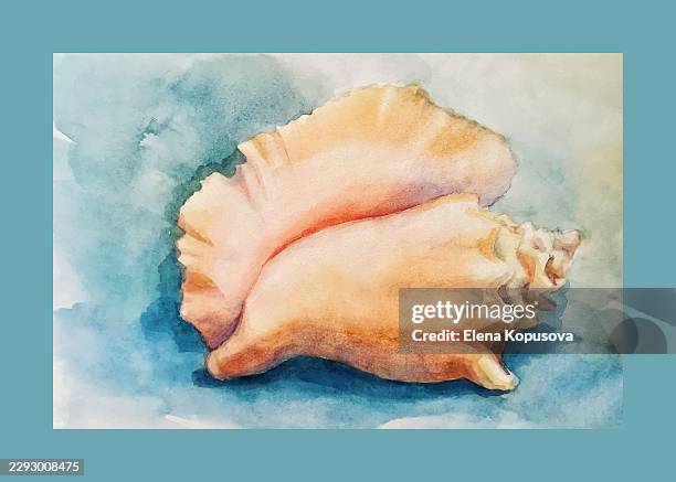 sea shell on a colored background, author's vector colored watercolor painting. - beach shells stock illustrations