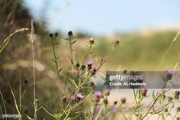 common knapweed in a cornish hedge - common knapweed stock pictures, royalty-free photos & images