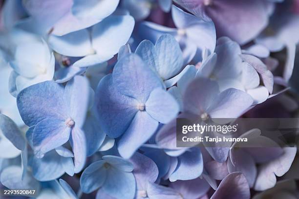 blue and lavender hydrangea flower background and texture - blushing bride stock pictures, royalty-free photos & images
