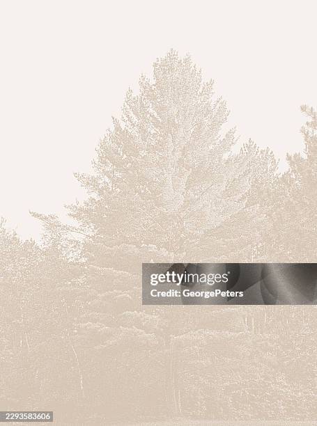 pine trees vector mezzotint vector - pine forest stock illustrations