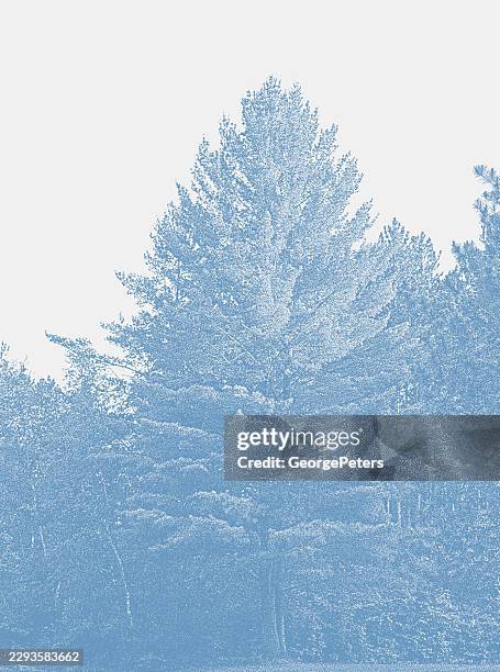 pine trees vector mezzotint vector - pine forest stock illustrations