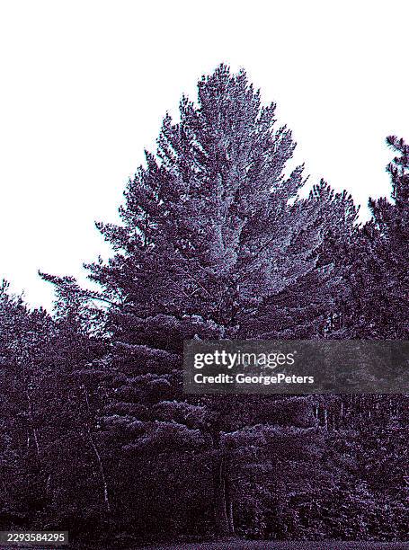 pine trees mezzotint vector and glitch technique - pine forest stock illustrations