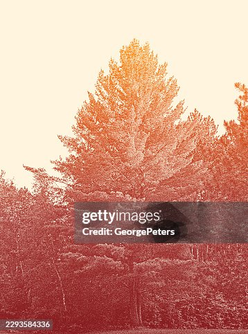 Pine Trees vector mezzotint vector Pine Trees vector mezzotint vector