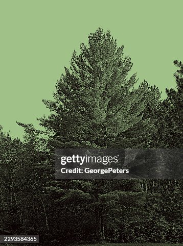 Pine Trees vector mezzotint vector Pine Trees vector mezzotint vector