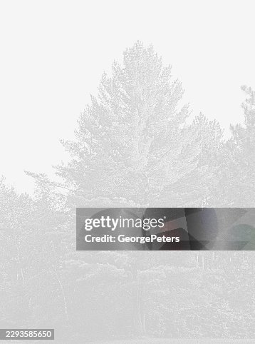 Pine Trees vector mezzotint vector Pine Trees vector mezzotint vector