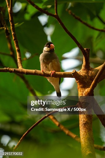 Java sparrow perching on a tree branch in a natural setting Java sparrow perching on a tree branch in a natural setting