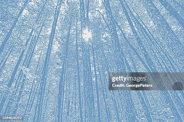 looking up at tall pine trees - tree bark texture stock illustrations