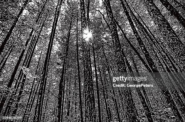 looking up at tall pine trees - pine tree canopy stock illustrations
