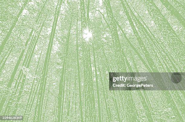 looking up at tall pine trees - forest path stock illustrations