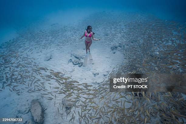 freediver beneath sunlit tropical fish school - scuba bubbles stock pictures, royalty-free photos & images